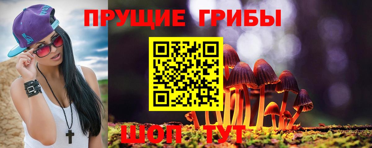 Галлюциногенные грибы Psilocybe Кисловодск
